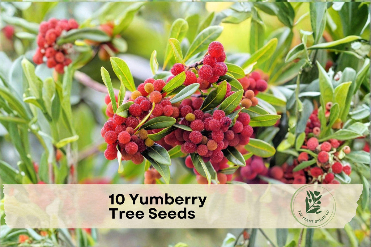 Yumberry Tree Seeds, 10 Pack, Myrica rubra, Chinese Bayberry, Reddish Purple Fruit, Ornamental Fruit Tree for Gardens