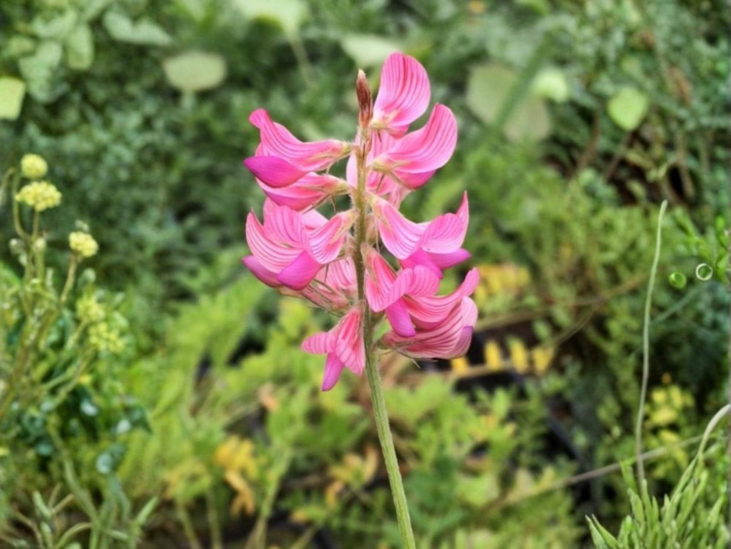 Sainfoin Shoshone Wildflower Seeds – Onobrychis viciifolia Pollinator-Friendly Cottage Garden Planting Pack