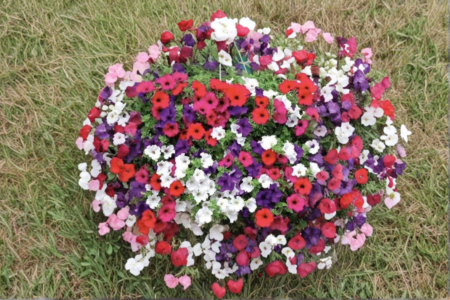 Mixed Petunia Flower Seeds – 1,000 Non-GMO Petunia × hybrida Seeds for Vibrant Garden, Container & Border Plantings