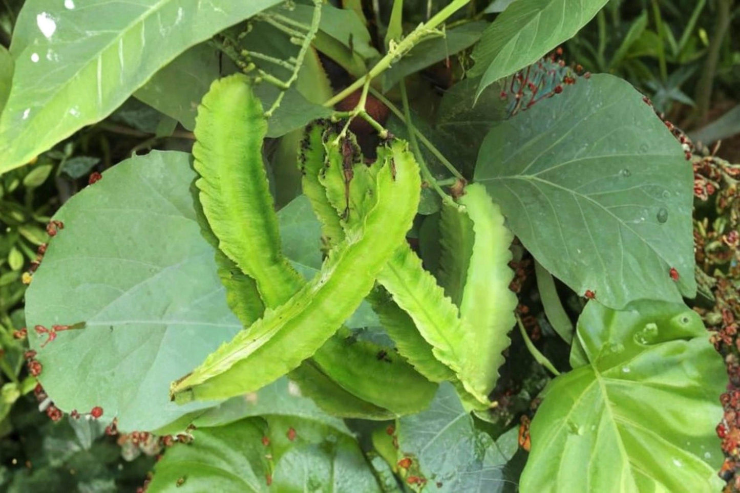 Winged Bean Seeds – 20 Pack, Psophocarpus tetragonolobus, Exotic Asian Climbing Vegetable for Garden, Trellises & Vertical Growing