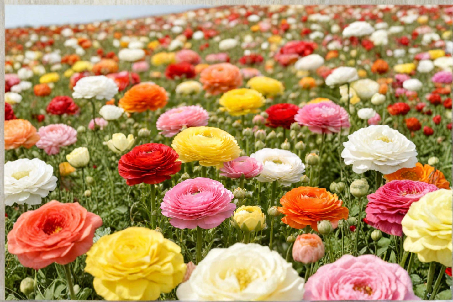 Mixed Ranunculus Bulbs – 12 Large Flower Bulbs for Garden Beds, Borders & Containers – Ranunculus asiaticus Colorful Blooms