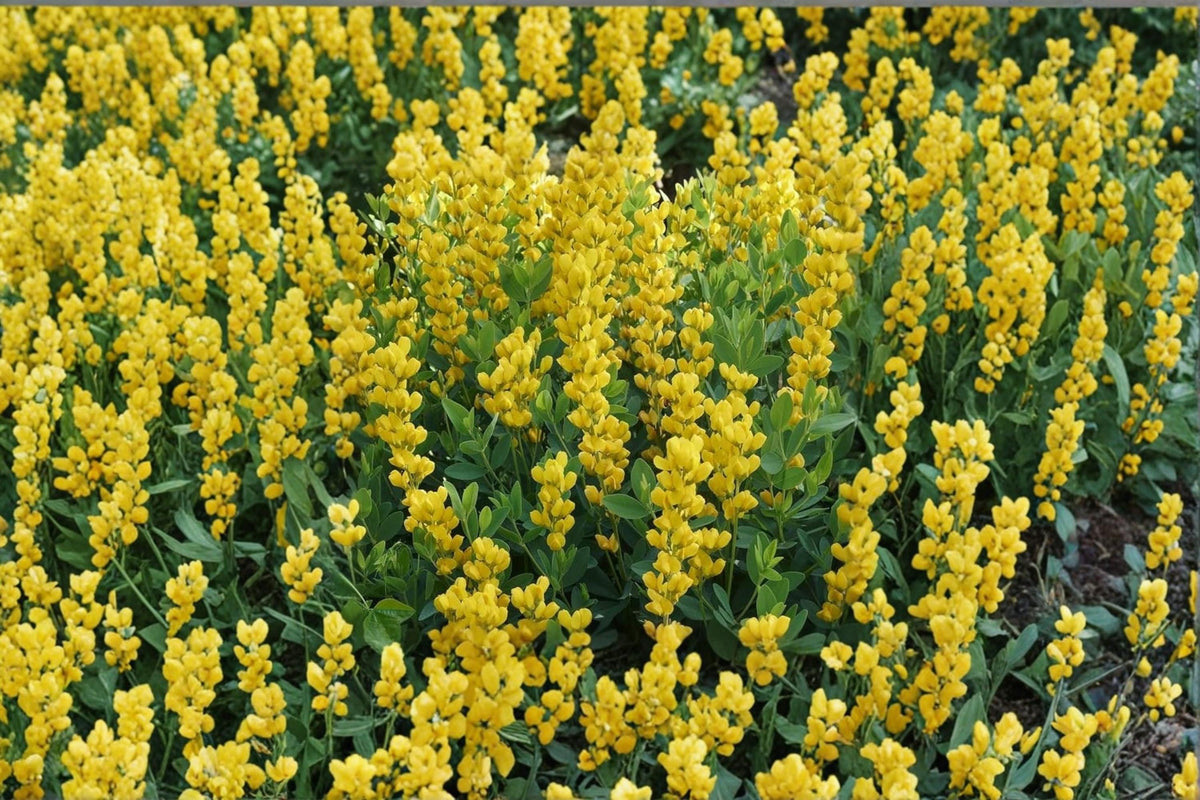 Large Yellow Wild Indigo Seeds 50 Count – Baptisia sphaerocarpa Native Perennial Flower Seeds for Garden and Landscape