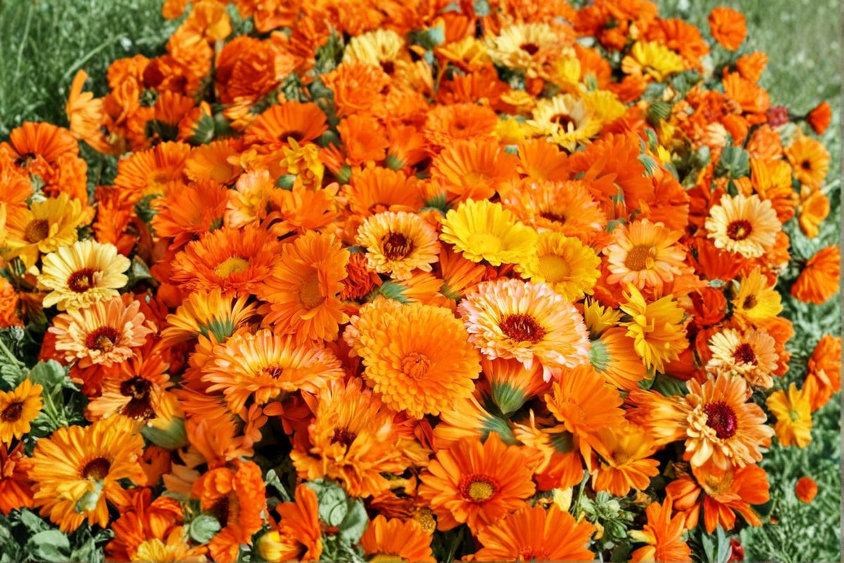 Calendula Seeds 250 Pacific Beauty Mix Calendula officinalis Flower Seeds for Garden Beds & Borders