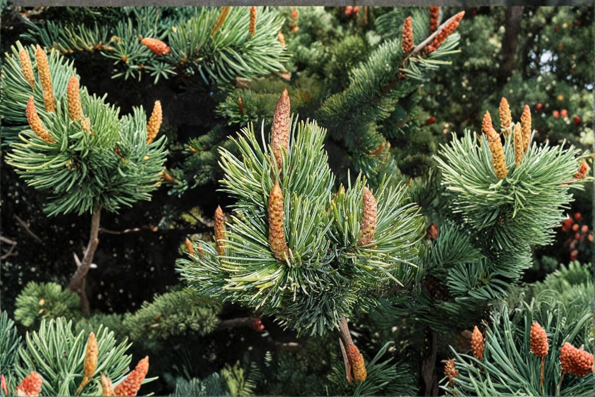 Bristlecone Pine Tree Seeds 30 Pack | Pinus aristata Evergreen Conifer for Bonsai & Landscaping