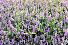Hairy Vetch Seeds 8 Pounds – Cover Crop Vicia villosa for Erosion Control, Pollinator Gardens, Pasture and Ground Cover