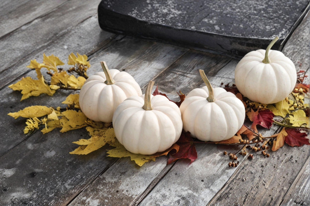 Cotton Candy Pumpkin Seeds – White Ornamental Pumpkin Seeds for Fall Garden & Decor – Cucurbita pepo