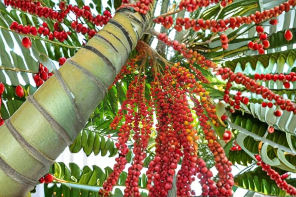 Bamboo Palm Tree Seeds 10 Pack – Chamaedorea seifrizii Tropical Ornamental Indoor & Patio Plant