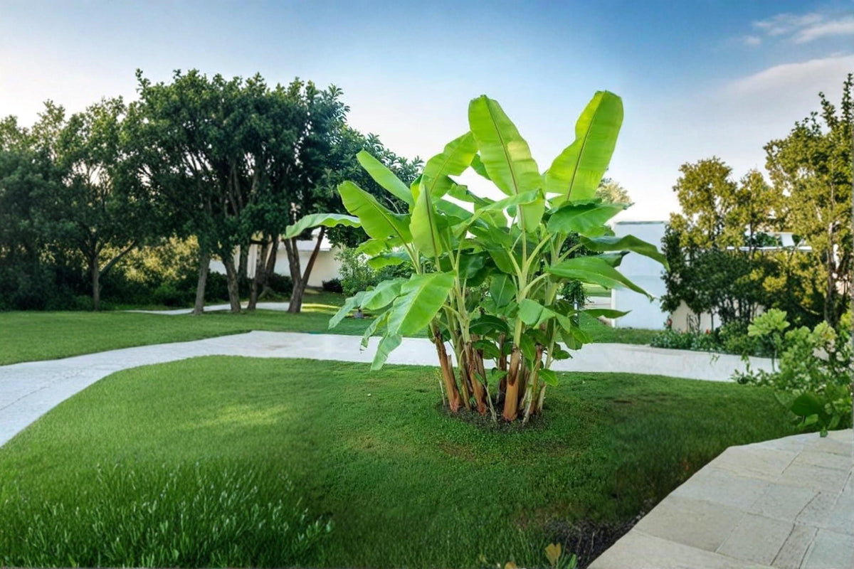 Darjeeling Banana Seeds – Musa sikkimensis Ornamental Tropical Plant for Garden, Landscape & Container Cultivation