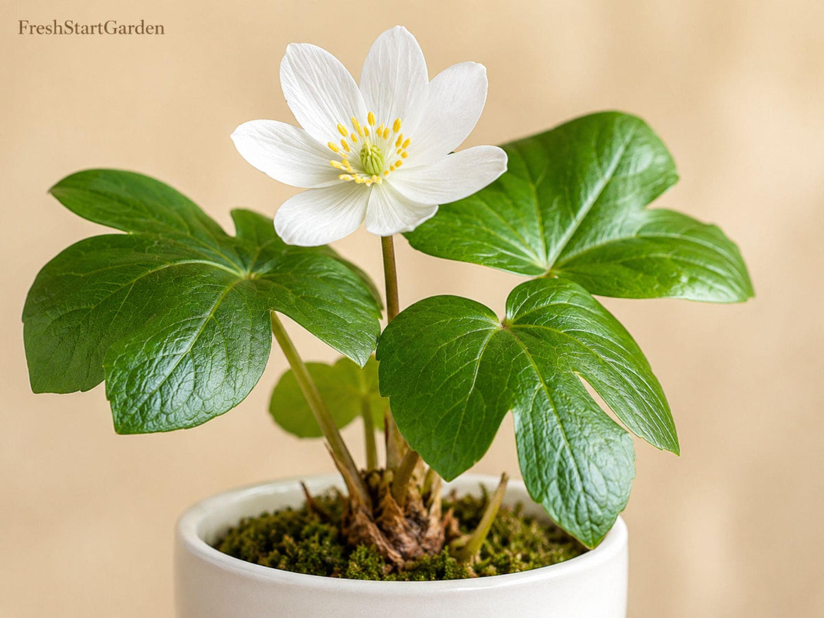 Twinleaf Bare Root Plants – Jeffersonia diphylla, Native Woodland Perennials, White Spring Flowers, Shade Garden, 5 Pack