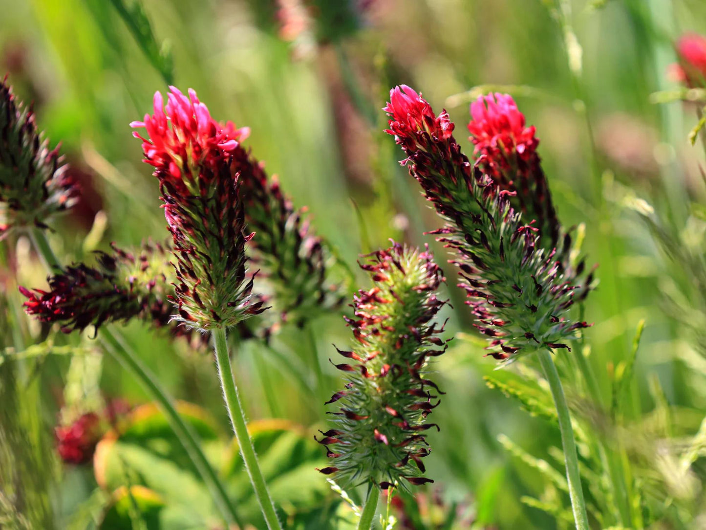 Crimson Clover Seeds – Trifolium incarnatum Wildflower Seeds for Pollinator Gardens, Borders & Meadow Plantings