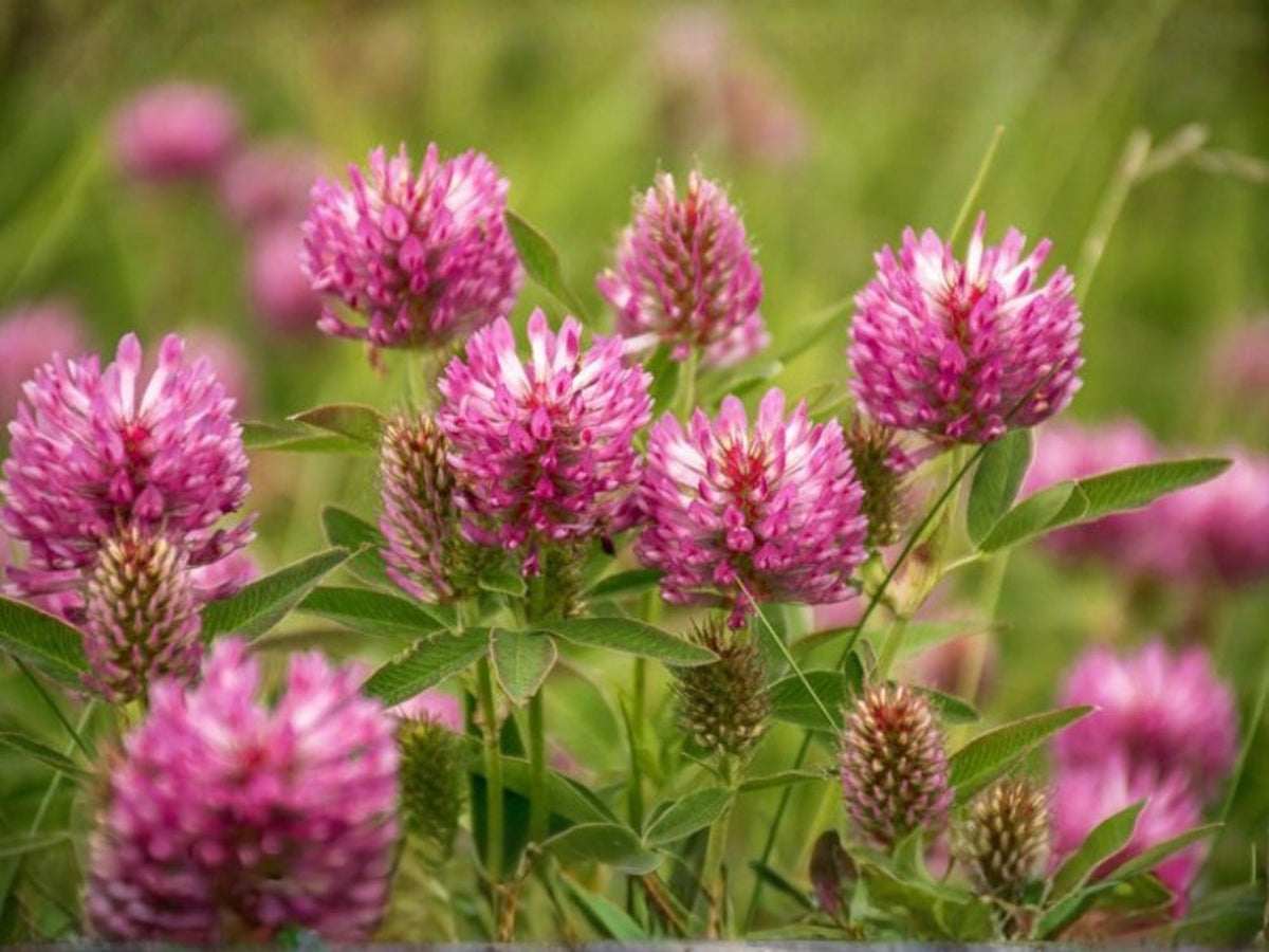 Red Clover Seeds – Trifolium pratense Wildflower for Pollinator Gardens, Cottage, Meadow & Natural Landscapes