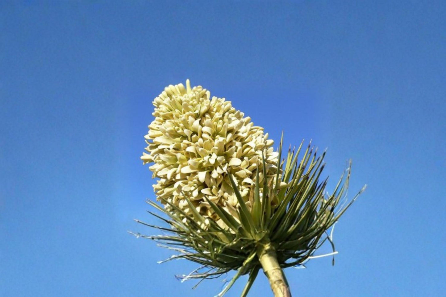 Joshua Tree Seeds – 10 Yucca brevifolia for Xeriscape, Bonsai & Desert Gardens
