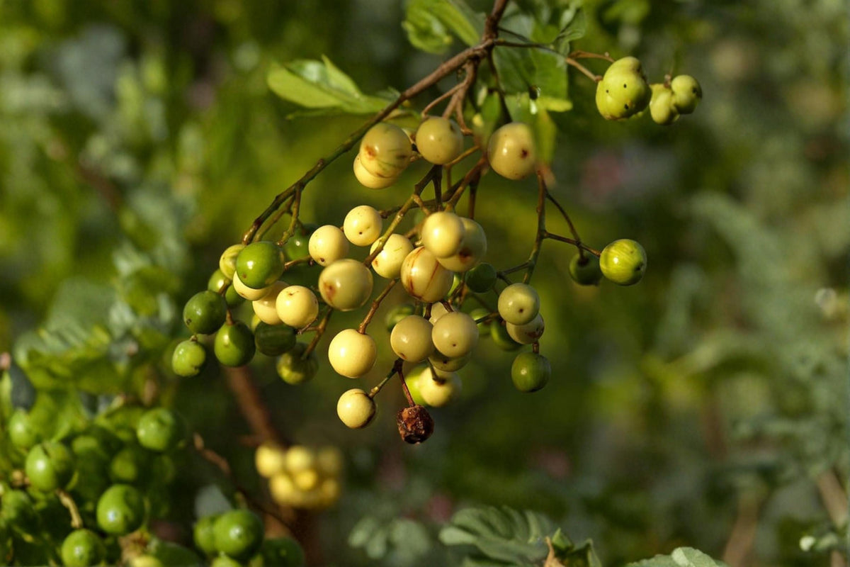 Chinaberry Tree Seeds – Melia azedarach – Ornamental Shade Tree with Decorative Berries – 20 Seeds