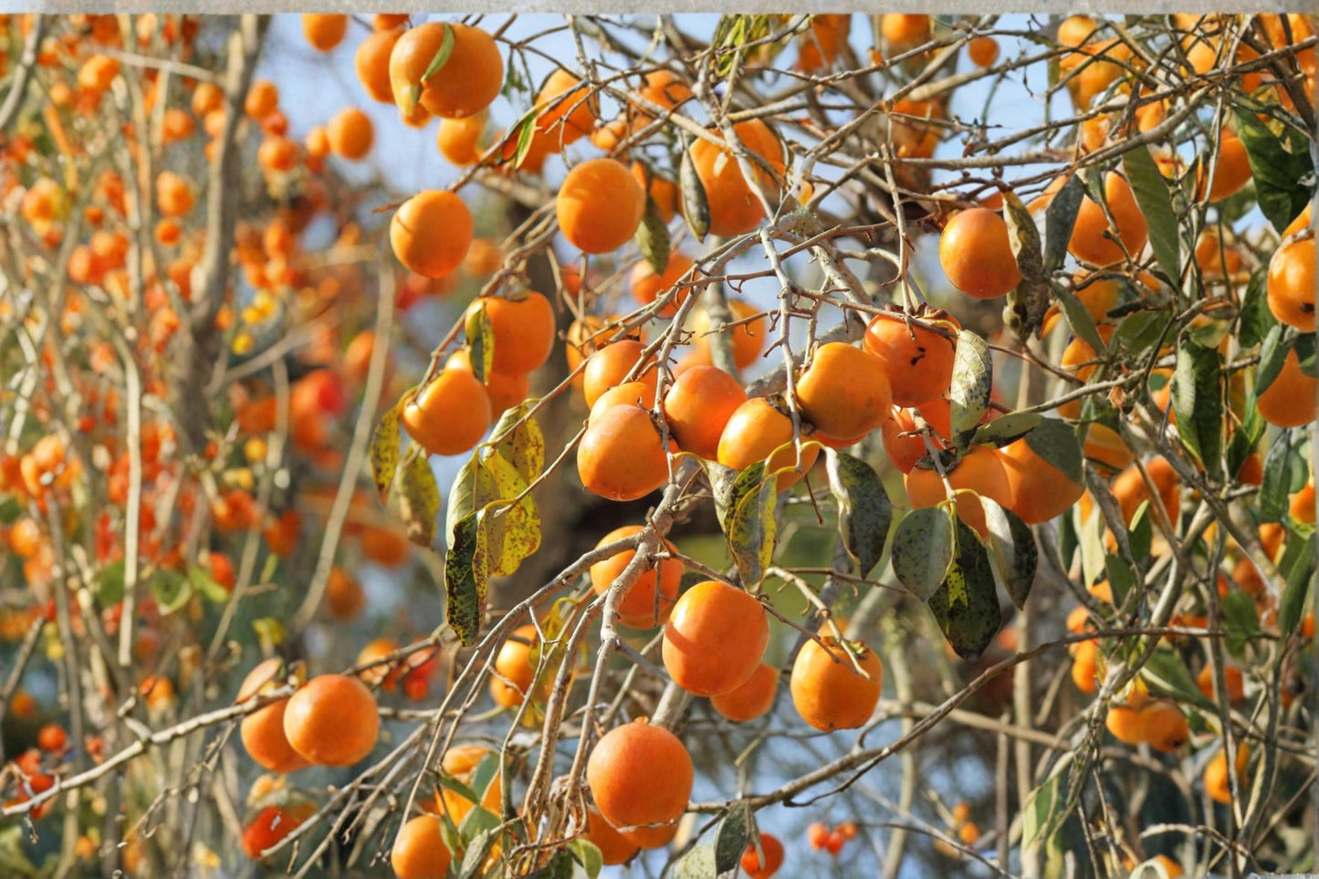 Japanese Persimmon Tree Seeds – 10 Diospyros kaki Fruit & Ornamental Seeds for Planting