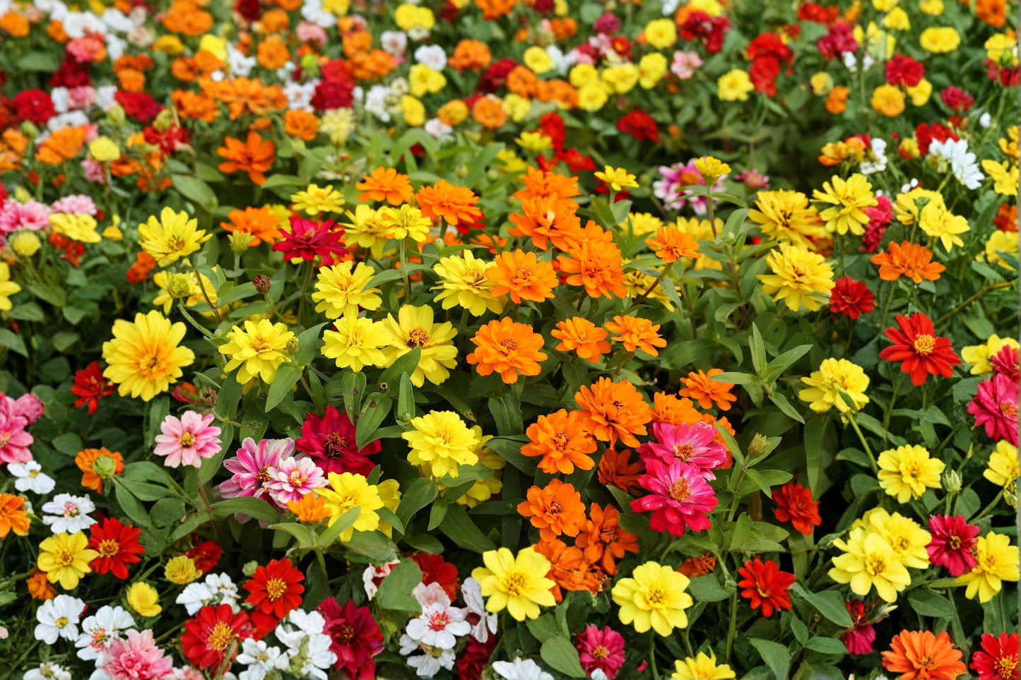 Giant California Zinnia Seeds – Zinnia elegans Mixed Color Annual Flower Seeds for Garden Beds & Borders
