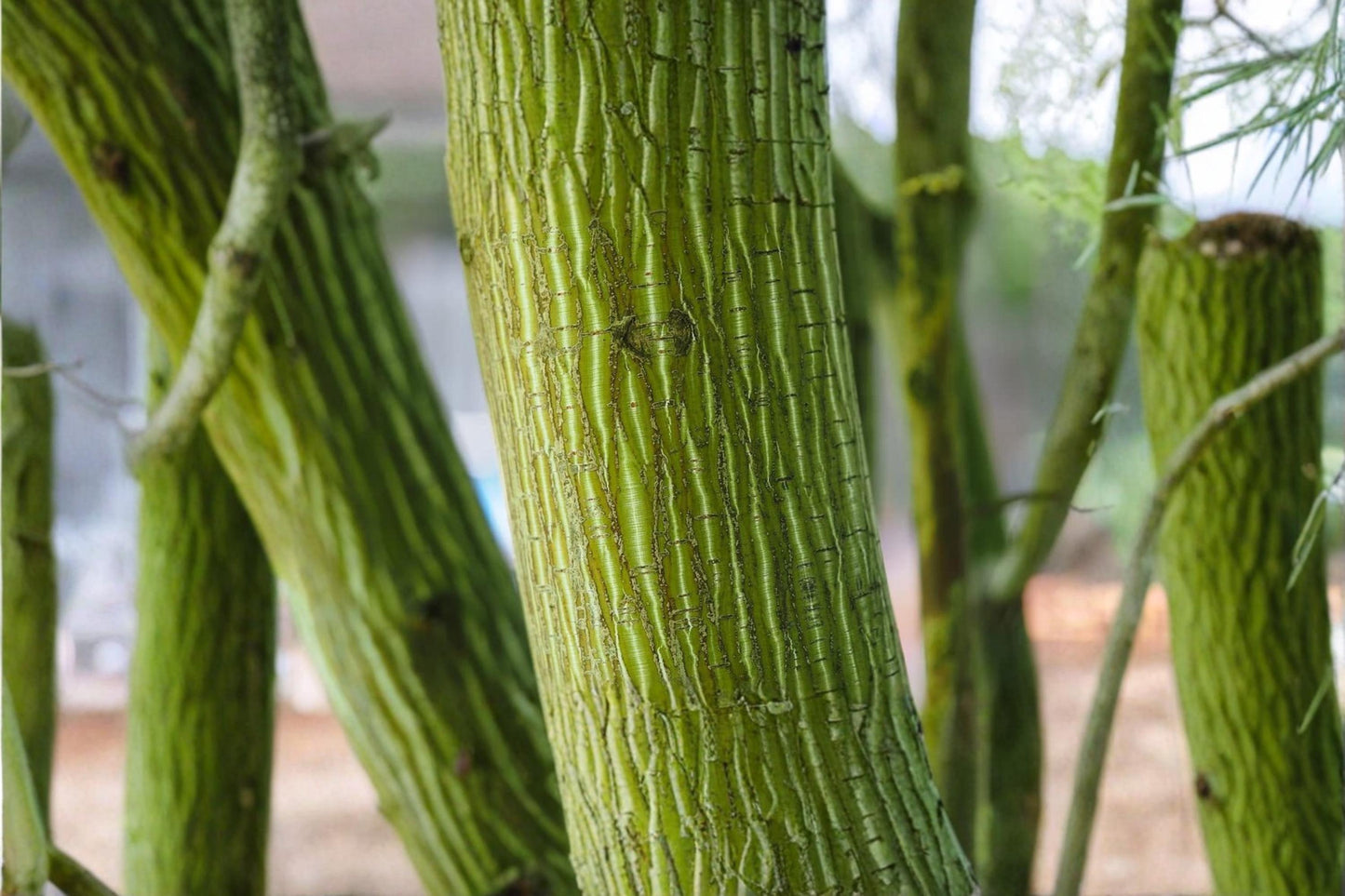 Snake Bark Maple Seeds – Acer capillipes Ornamental Tree Seeds with Striped Bark for Garden and Landscape Planting