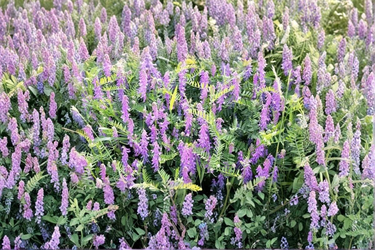 Hairy Vetch Seeds 5 Pounds – Vicia villosa Cover Crop for Pollinator and Bee Pasture Areas