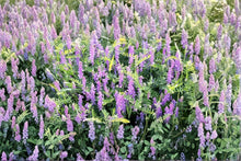 Hairy Vetch Seeds 5 Pounds – Vicia villosa Cover Crop for Pollinator and Bee Pasture Areas