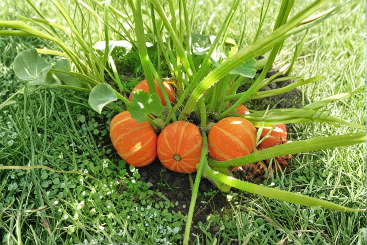 Orange Cutie Squash Seeds – Mini Kabocha Cucurbita Maxima for Home Garden, Vegetable Seeds, Compact Plant