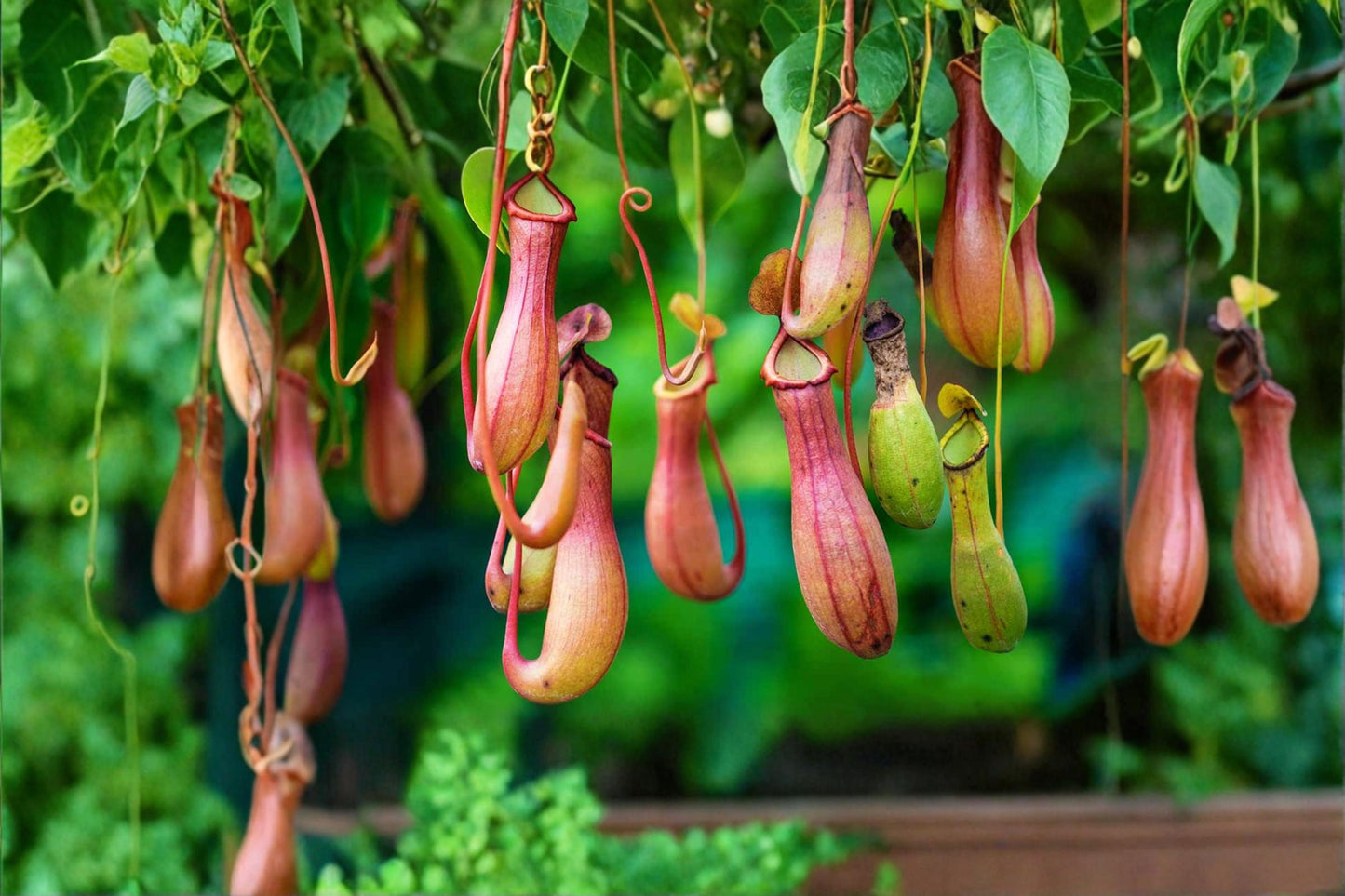 Lowland Nepenthes Seeds – Tropical Carnivorous Pitcher Plant, Exotic Hanging Pitchers, Indoor & Terrarium Plant, Nepenthes spp.