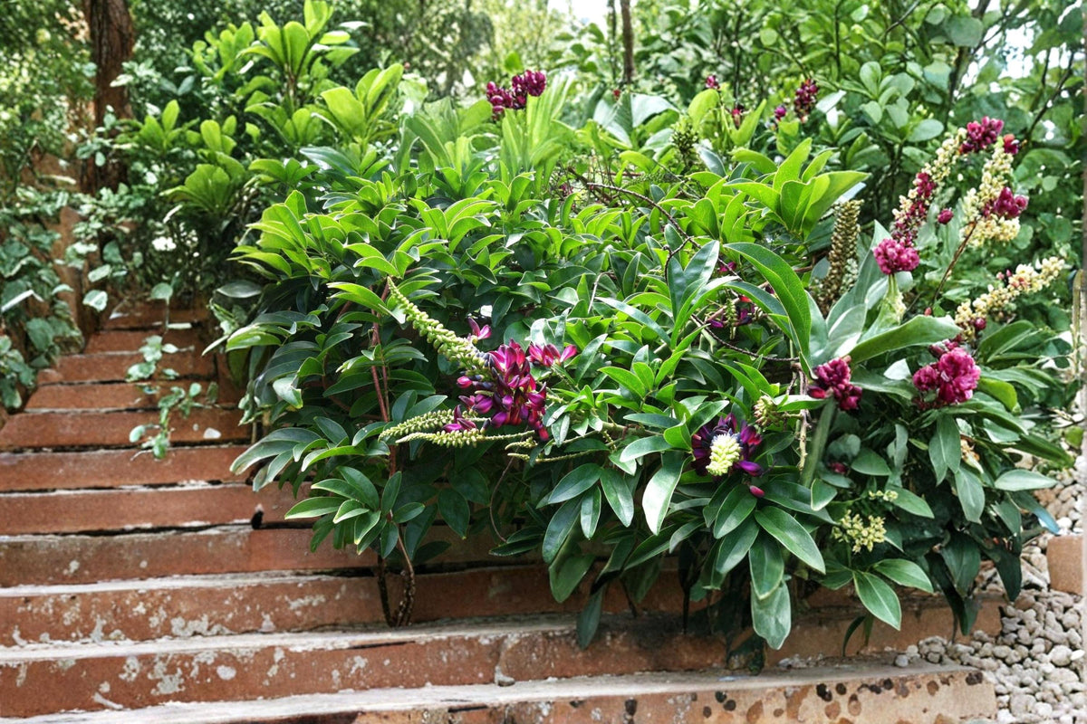 Evergreen Wisteria Seeds – Millettia reticulata – Climbing Flowering Vine with Bright Pink Clusters, Perennial Garden Plant