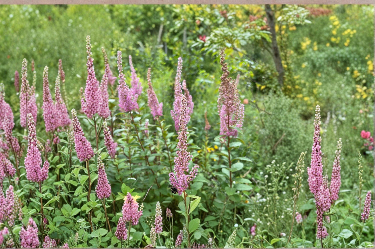 Steeple Bush Flower Seeds 100 Pack | Spiraea tomentosa Pink Blooming Ornamental Shrub for Pollinator Gardens