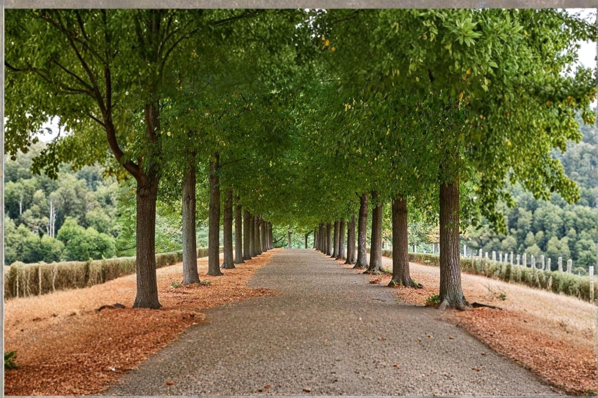 American Basswood Seedling – Tilia americana – Native Deciduous Shade Tree for Landscaping and Gardens