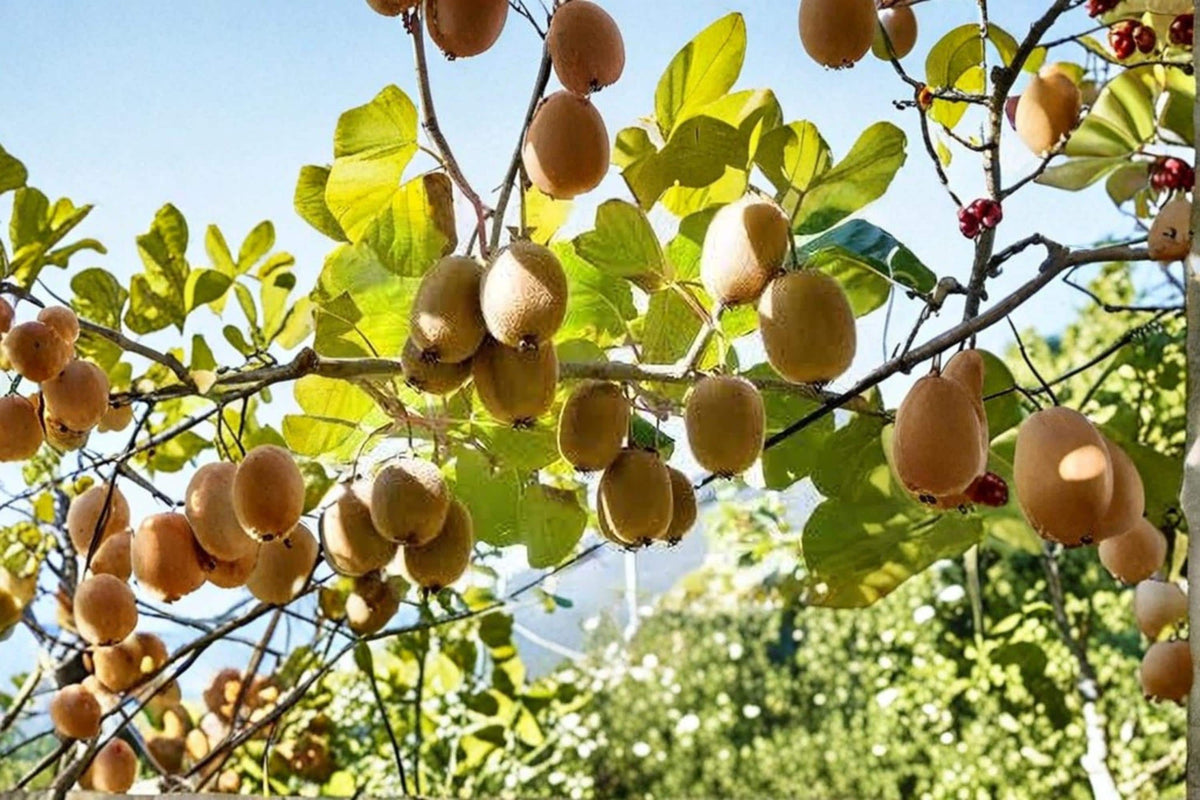 Kiwi Plant Seeds – Actinidia chinensis – Fruiting Vine for Garden, Trellis, Landscape