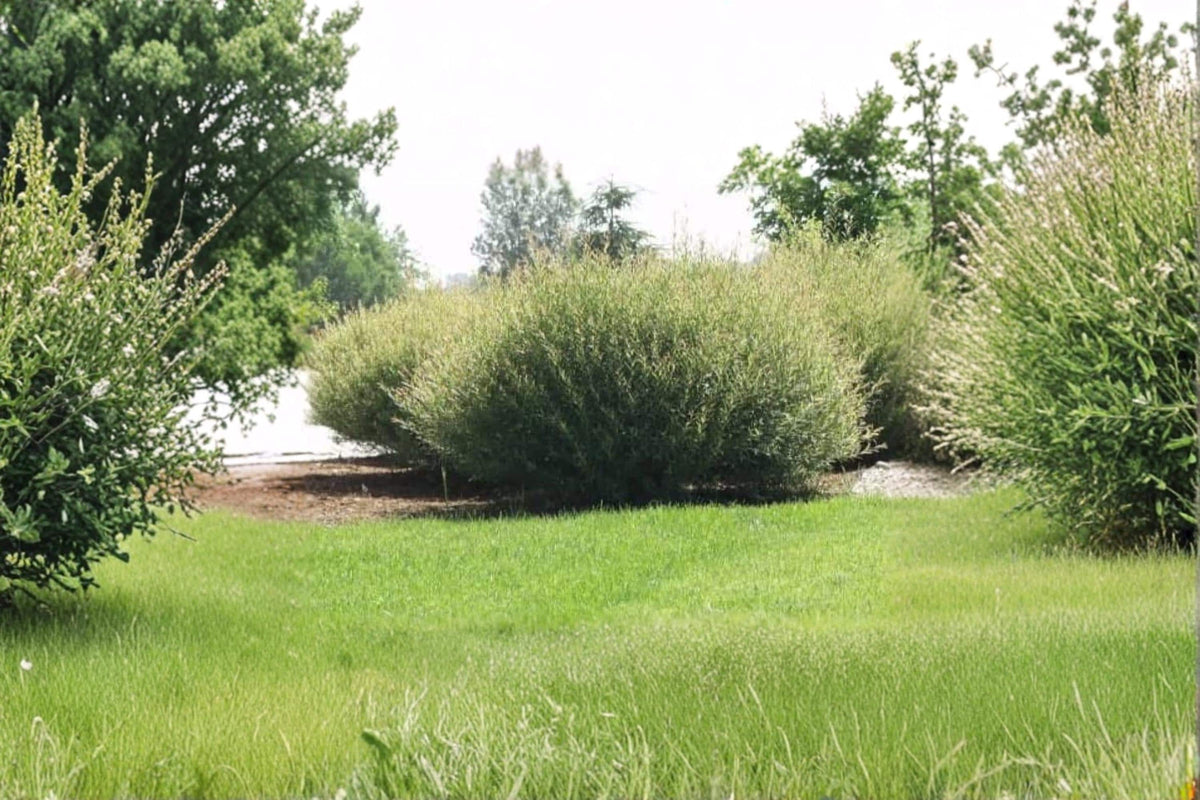 Willow Bush Cuttings for Planting – Purple Willow Salix purpurea Privacy Hedge, Shrub Cuttings, Landscape Screening