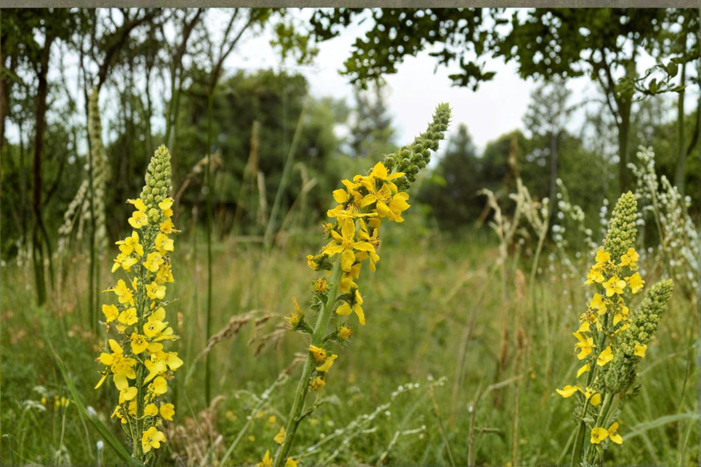 Church Steeples Wildflower Seeds – Agrimonia eupatoria, Perennial Yellow Flower Seeds, Cottage & Pollinator Garden Planting