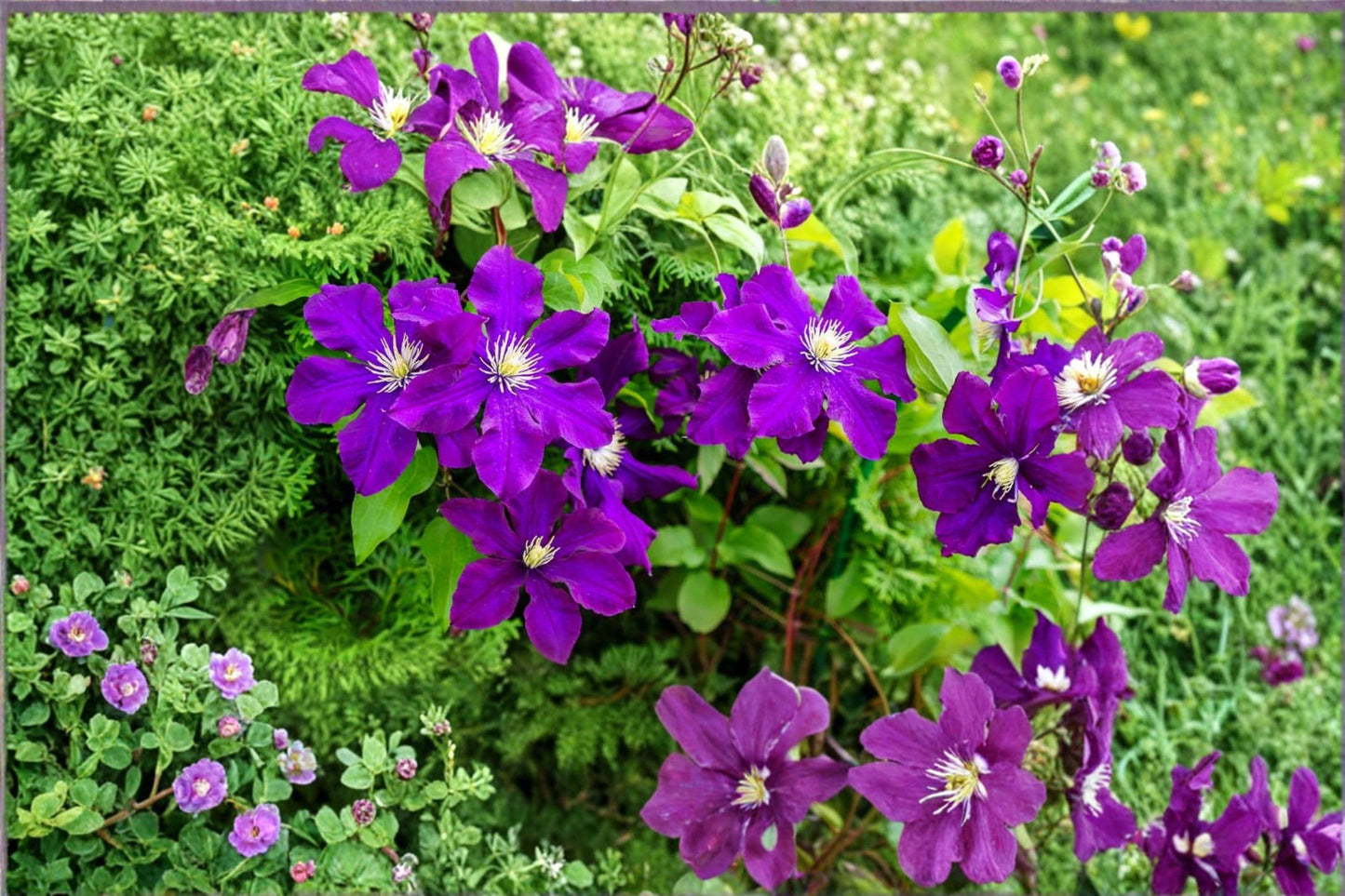 Purple Clematis Seed – Native Perennial Flowering Vine for Gardens & Landscapes – Clematis occidentalis