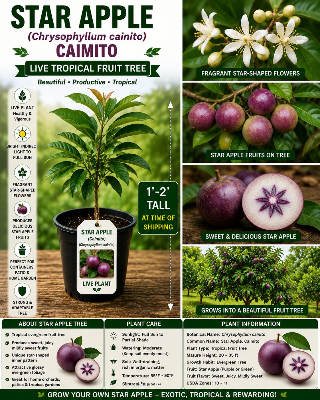 Star Apple Live Plant 1-2 Ft. Caimito Tropical Fruit Tree Starter Chrysophyllum cainito