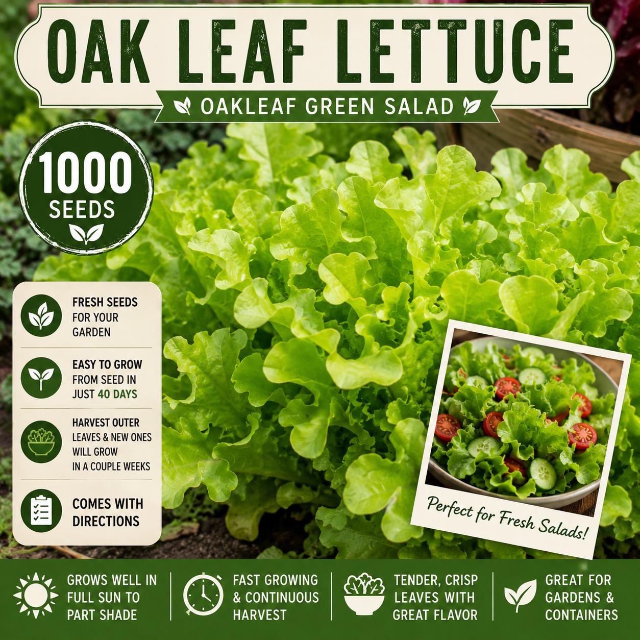 Oak Leaf Lettuce Seeds 1000 Pack – Green Leaf Salad Variety Lactuca sativa for Home Gardens and Containers