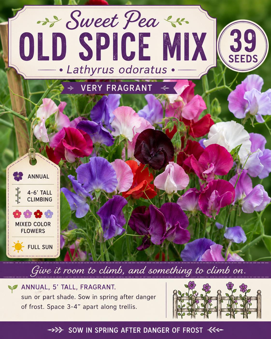 Sweet Pea Old Spice Mix Seeds – Fragrant Climbing Flower, Lathyrus odoratus, Heirloom Annual Vine for Gardens and Trellises