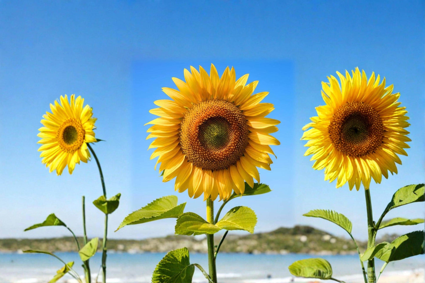 Yellow Giant Sunflower Seeds – Large Bloom Helianthus annuus, 100 Pack for Garden, Pollinator & Summer Flower Planting