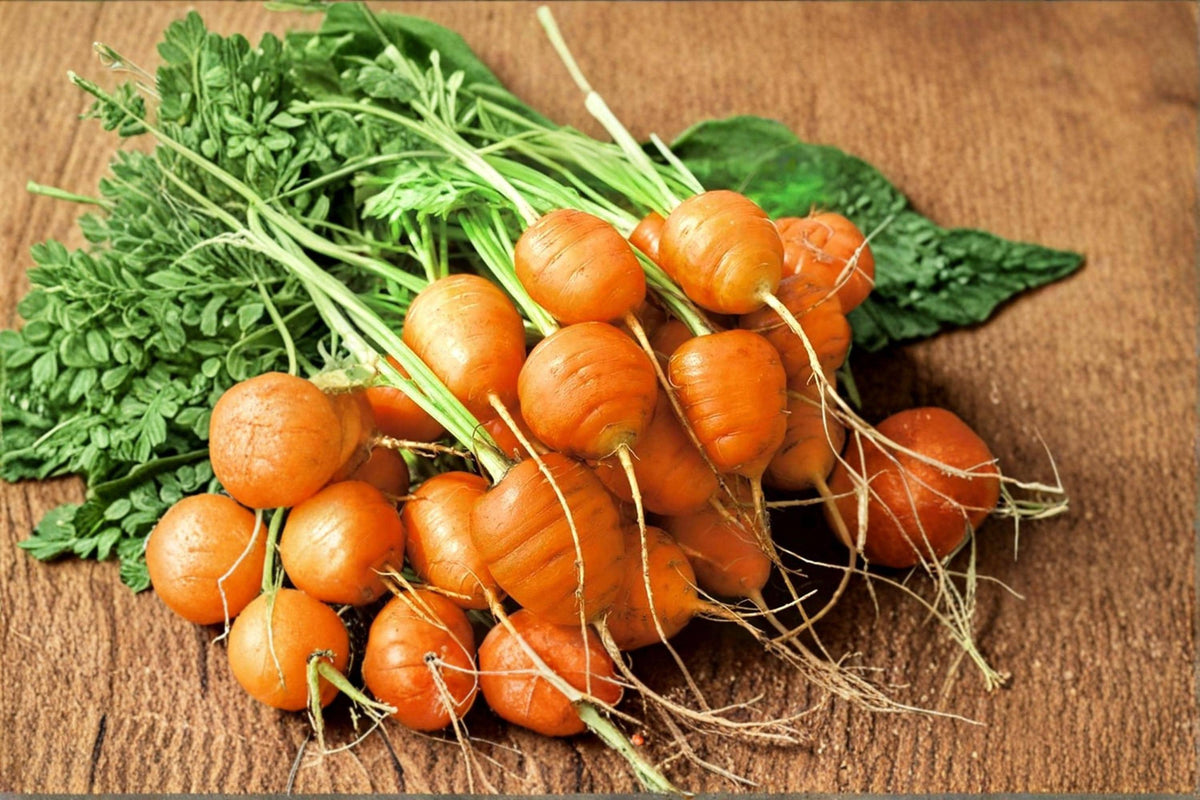 Parisian Carrot Seeds – Heirloom Daucus carota Globe-Shaped Root Vegetable for Garden, Raised Beds & Containers