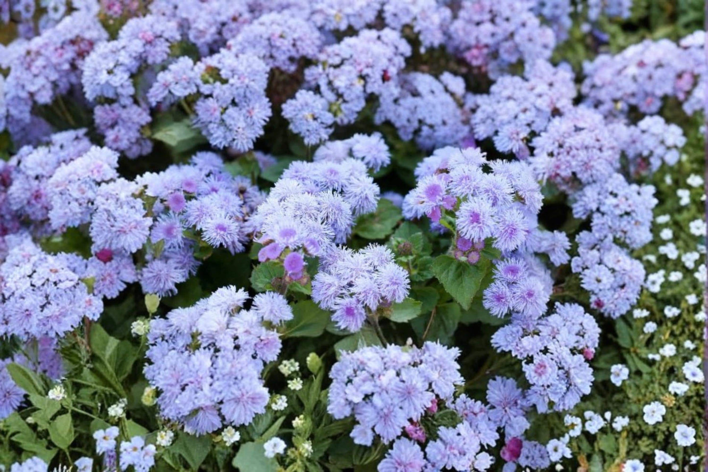 Blue Planet Flossflower Seeds – Ageratum houstonianum, Ornamental Blue Flowers, Annual Garden Flower Seeds, Butterfly Attracting