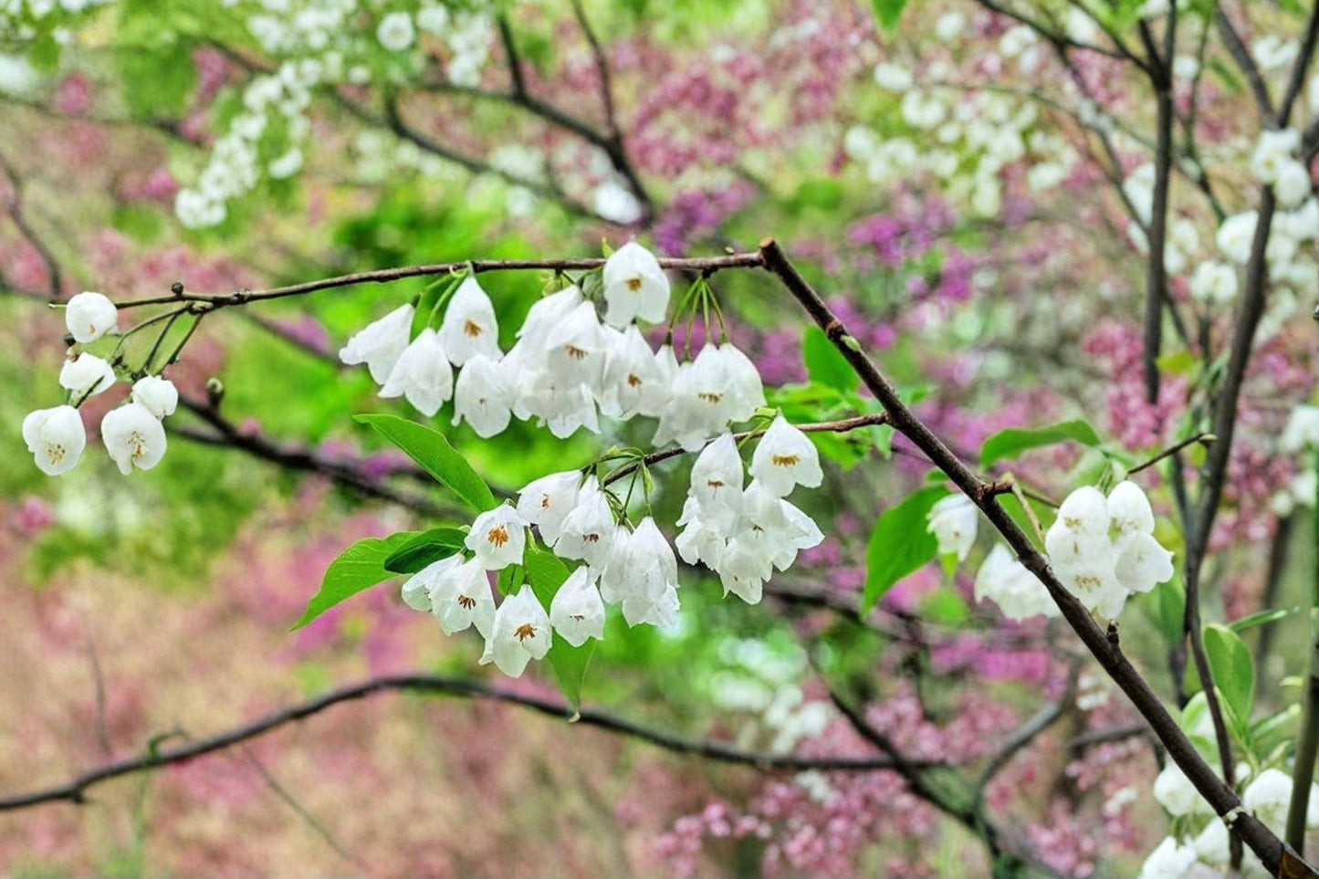 Carolina Silverbell Tree Seeds – Halesia carolina Ornamental Flowering Tree for Garden, Woodland & Landscape Planting