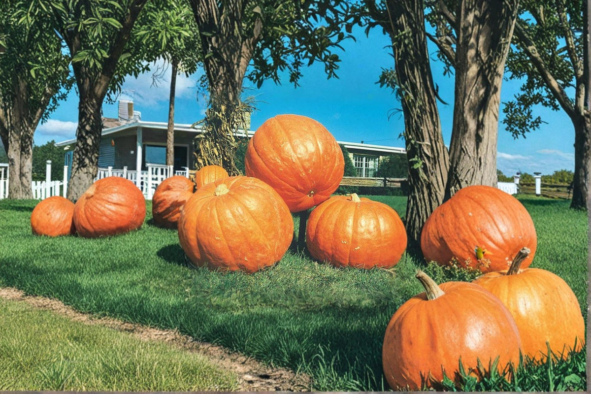 Big Max Pumpkin Seeds – Cucurbita maxima Giant Jack O'Lantern Pumpkin, 25 Seeds for Planting, Ornamental & Seasonal Garden Crop