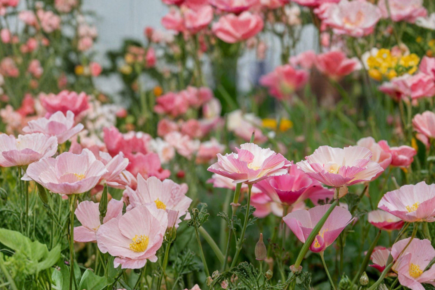 California Poppy Seeds – Carmine Pink, Eschscholzia californica, Wildflower, Annual, Full Sun, Well-Drained Soil, 450 Seeds
