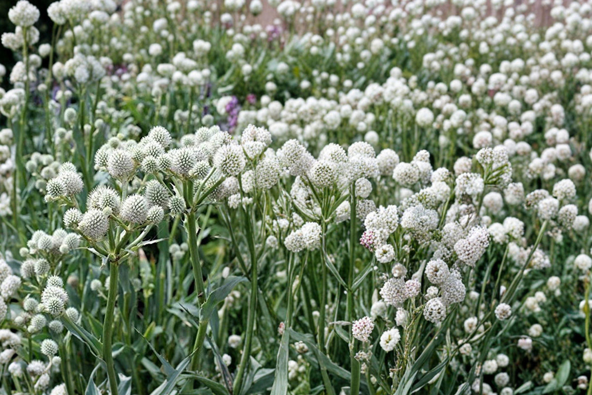 Rattlesnake Master Seeds 105 Eryngium yuccifolium Perennial White Flower Globe Spherical Native Plant