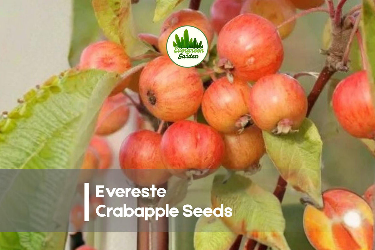 Evereste Crabapple Seeds – Ornamental Flowering Tree, White-Pink Blossoms, Orange-Red Fruit, Malus × robusta 'Evereste'