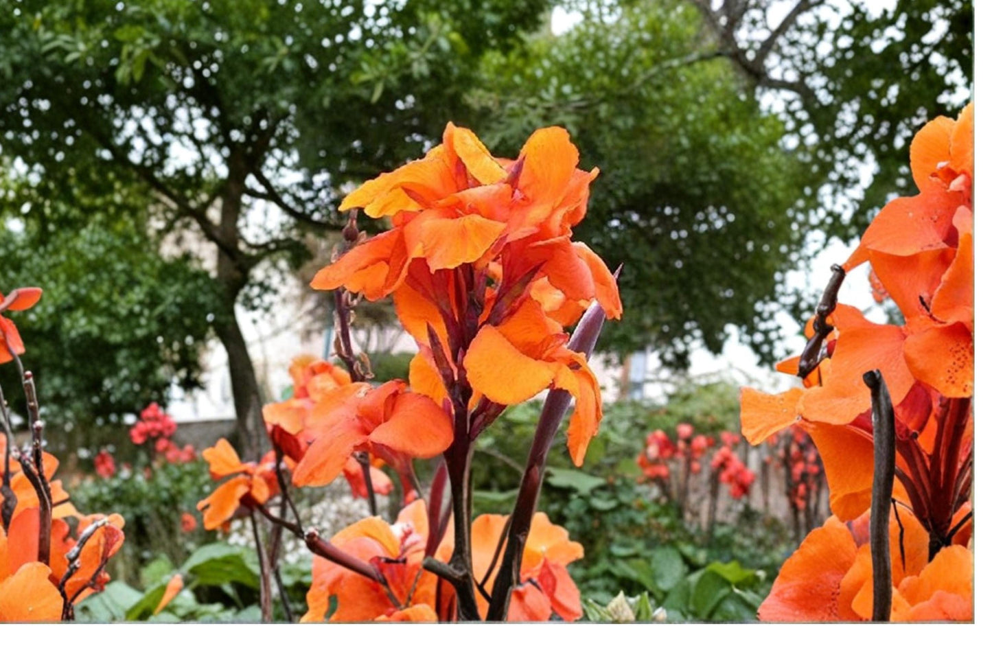 Wyoming Canna Lily Bulbs – Tropical Ornamental Flowering Plant with Bronze Foliage and Orange Blooms – Canna x generalis
