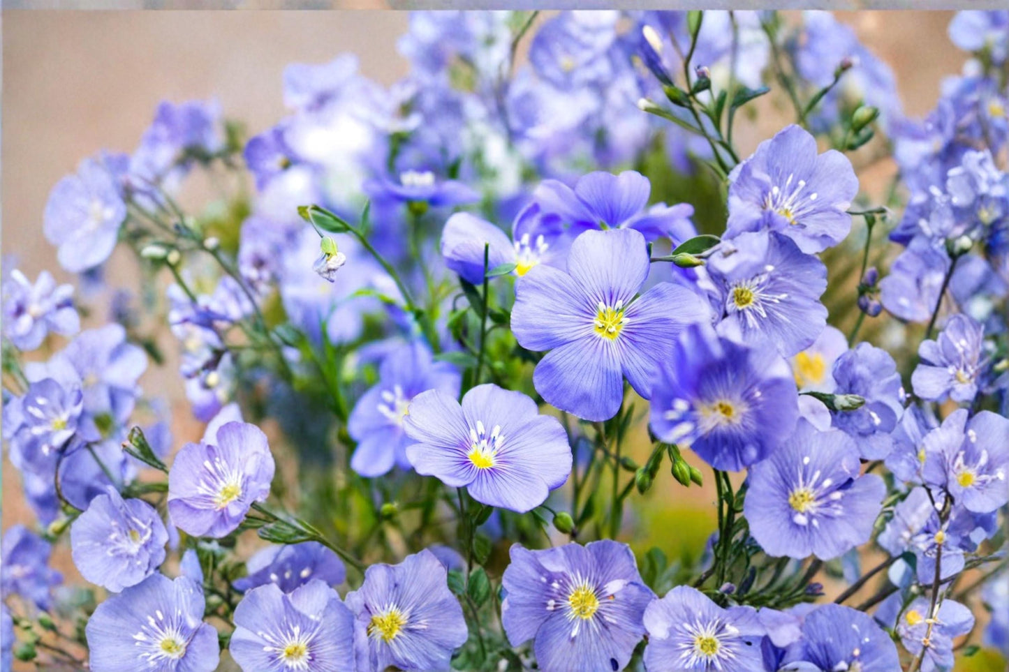 Sky Blue Flax Seeds – Perennial Wildflower Linum perenne for Gardens & Landscapes – 500+ Seeds