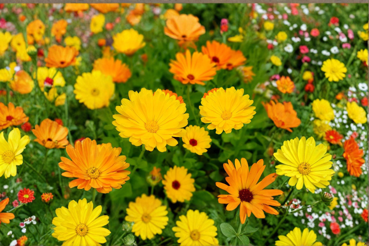 Calendula officinalis Pacific Beauty Mix Flower Seeds – Bright Orange & Yellow Blooming Annuals for Garden Beds & Borders