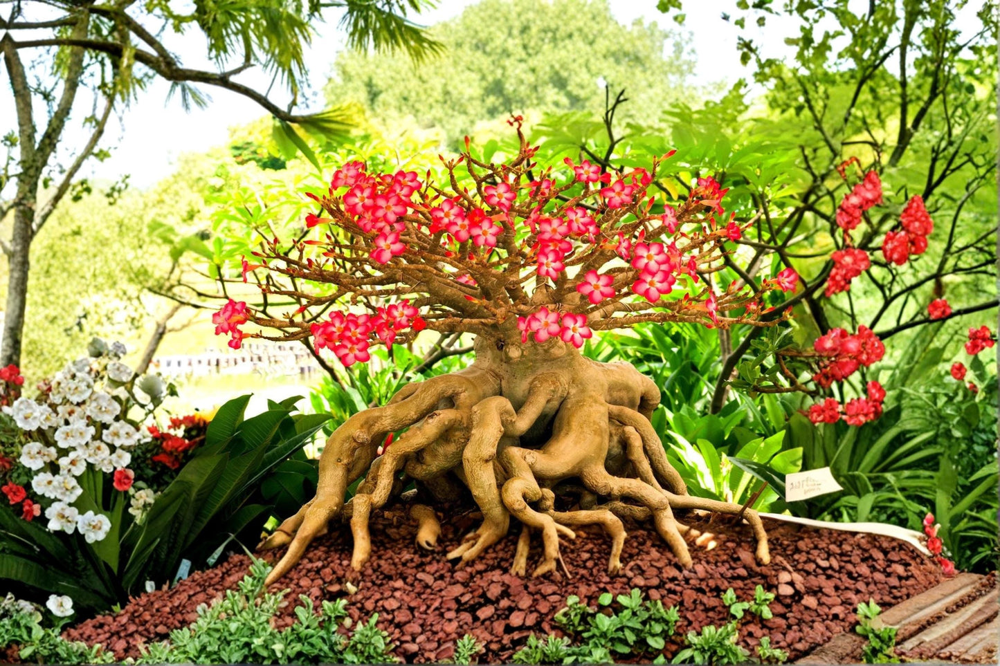 Desert Rose Seeds – Adenium obesum – Ornamental Succulent with Mixed Flower Colors for Container Gardens and Bonsai