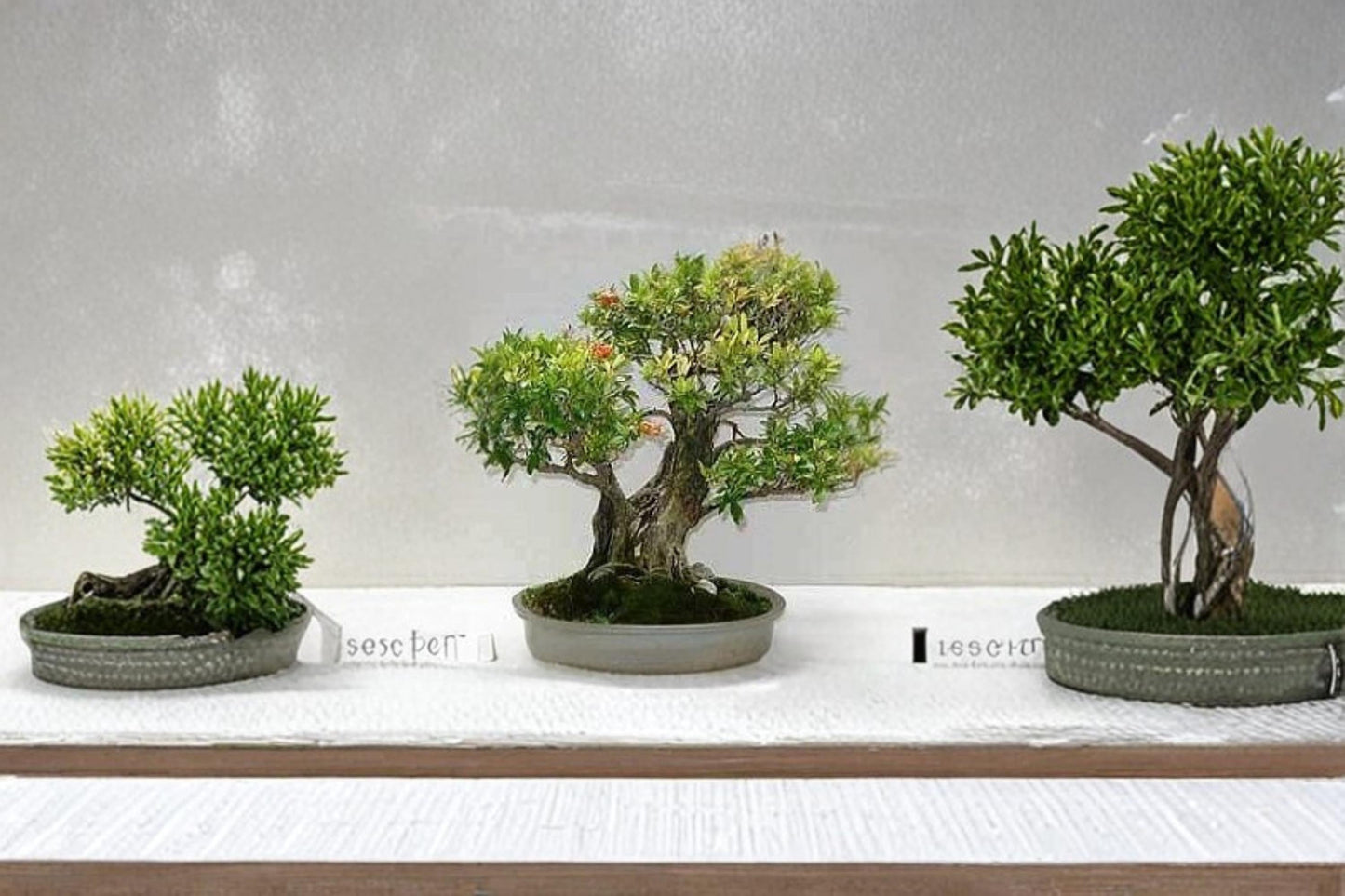 Dwarf Pomegranate Bonsai Seeds – Punica granatum nana – Compact Ornamental Fruit Tree with Edible Miniature Pomegranates