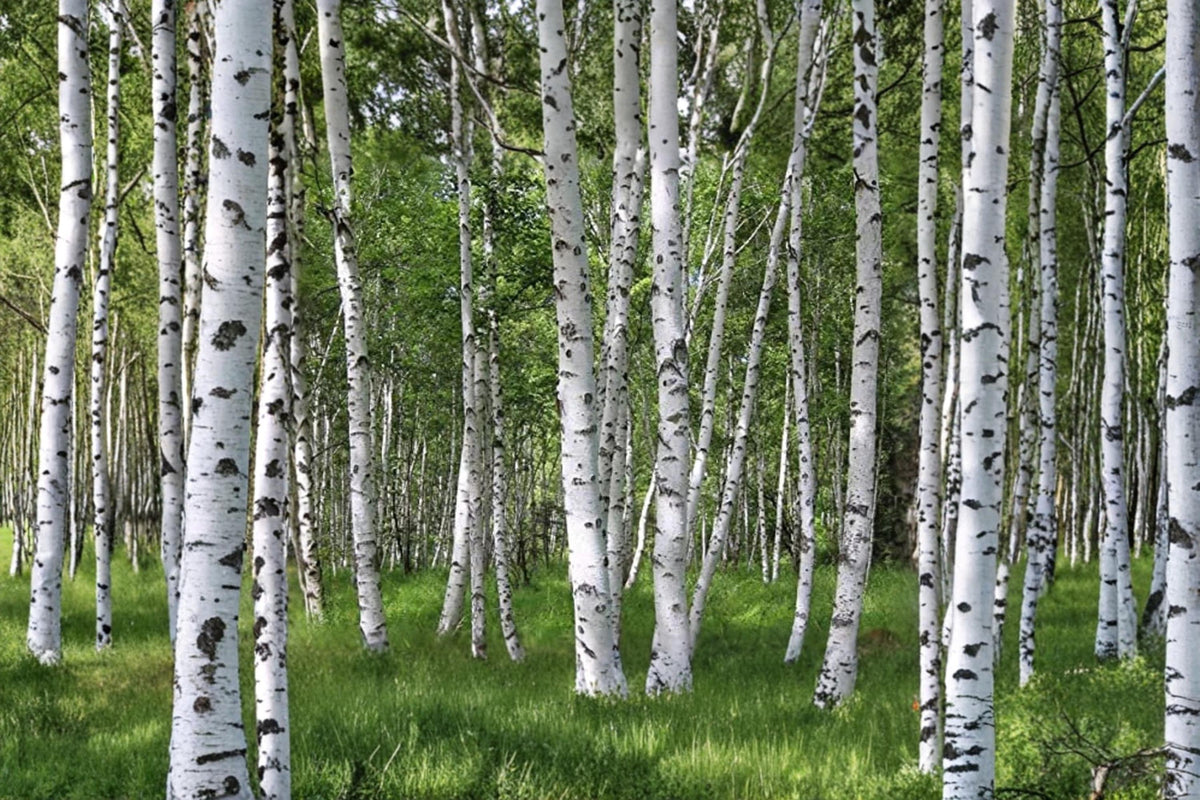 White Paper Birch Seeds – Betula papyrifera Ornamental Tree for Bonsai, Landscaping & Garden Planting