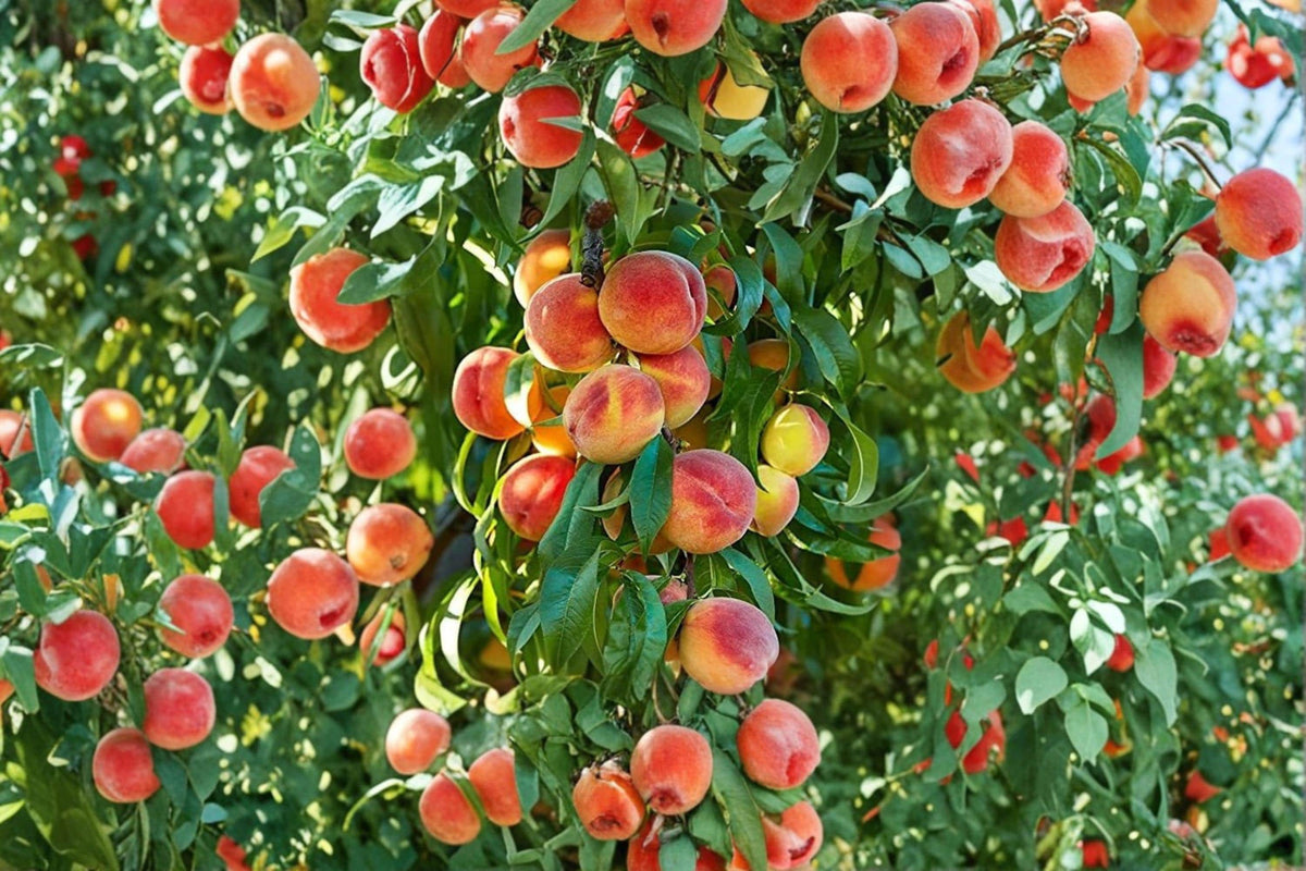 Peach Bonsai Tree Seeds – Prunus persica Fruitful Ornamental Dwarf Bonsai for Patio & Garden
