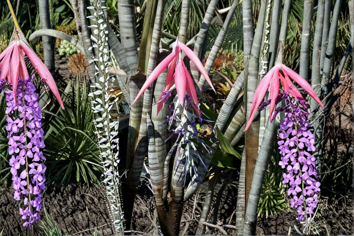 Billbergia brasiliensis Seeds - Rare Tropical Bromeliad for Indoor, Greenhouse & Garden Cultivation